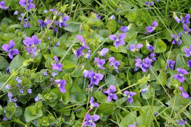 Inspiration for a large rustic drought-tolerant and partial sun backyard stone landscaping in DC Metro for spring.