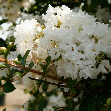 Early Bird™ Crapemyrtle White Lagerstroemia hybrid 'JD900' PP22698