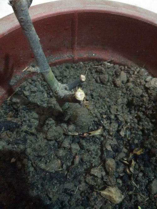 Why are my rose stems drying and leaves falling