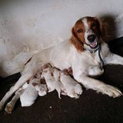 Diego Fenech's photo