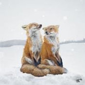 Sam Foxs foto