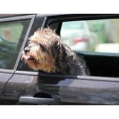 Nancy Rosamond's photo