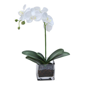 Waterlook White Orchids In Glass Spotted Leopard Vase Tropical Artificial Flower Arrangements By Distinctive Designs