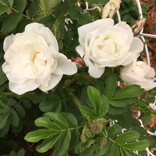Canadian Heritage Roses Cold Hardy Roses