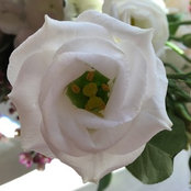Carol McCarthy's photo