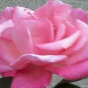 Sally Haley's photo