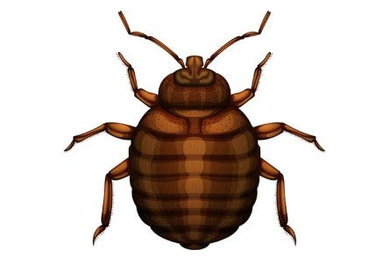 Bed Bug Control Vancouver