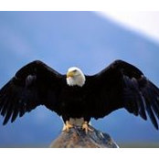 Igor Shelefontiuk's photo