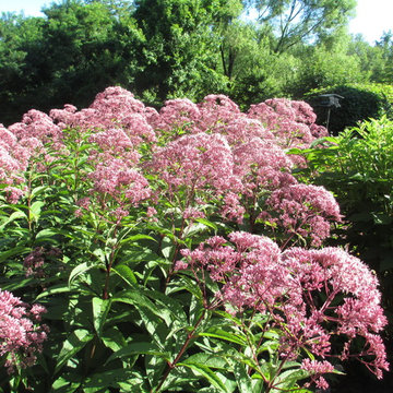 native Joe Pye Weed, soft color, butterfly magnet and great for dried flowers