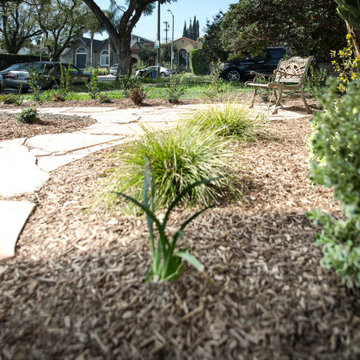 Drought Tolerant Front Yard Landscaping in West Los Angeles
