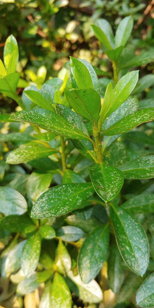Spots on Azaleas