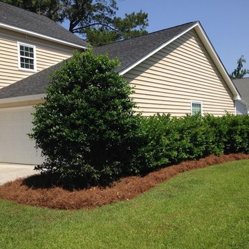 Long needle pine straw installation