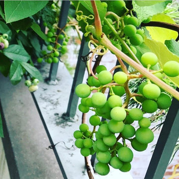 Rooftop Kitchen Garden - Grapes on Rooftop Parapet