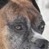 Foto von Little Bruun