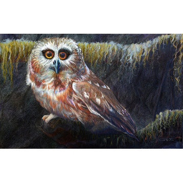 Saw-whet Owl Signed Fine Art Print, 8.75"x13.5"