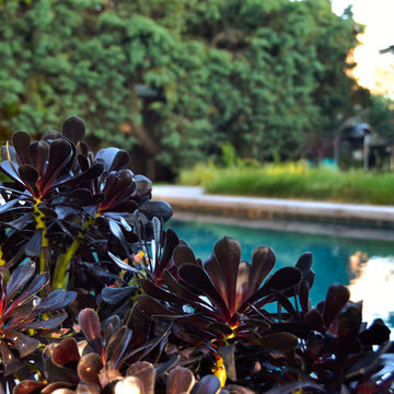 Geometry Overgrown: a Modern Pool & Landscape