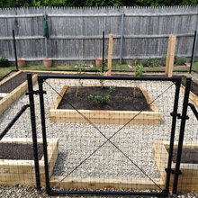Container Gardening Veggies