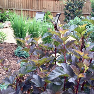 'Center Glow' ninebark