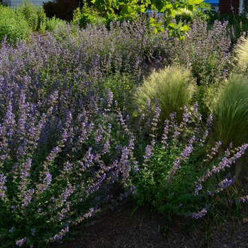 Complete New Planting Design in Towson, MD