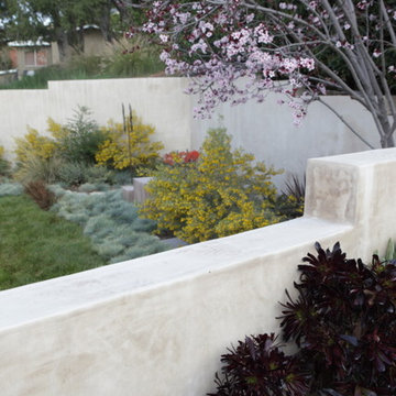 IdealMow Lawns: Carex Pansa
