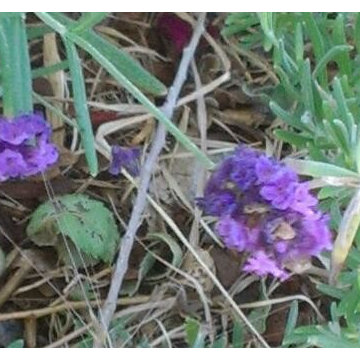 Breaking Ground in 2012 (Lavender)