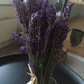 Sharon Lim's photo
