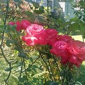 Foto von Janet Rutledge