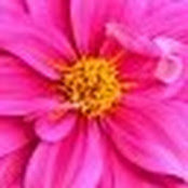 Allison Ramsey's photo