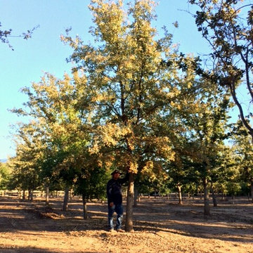 Oak Trees - Quercus Lobata