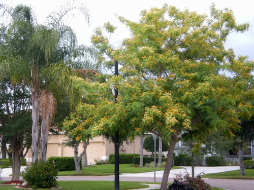 Beautiful Tipuana Tipu Tree