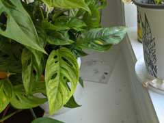HELP! Is this mosaic virus?! | Houzz Forum