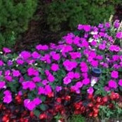 Diana Abelman's photo