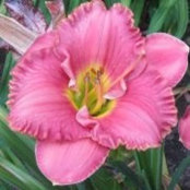 Annette McMurry's photo