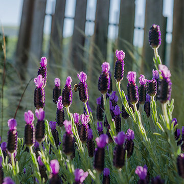 Nature Close to Home