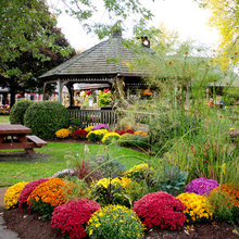 Fall Flowers