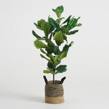 PM Plant Ideas