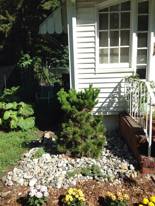 Pinus Thunbergii Thunderhead Size Control