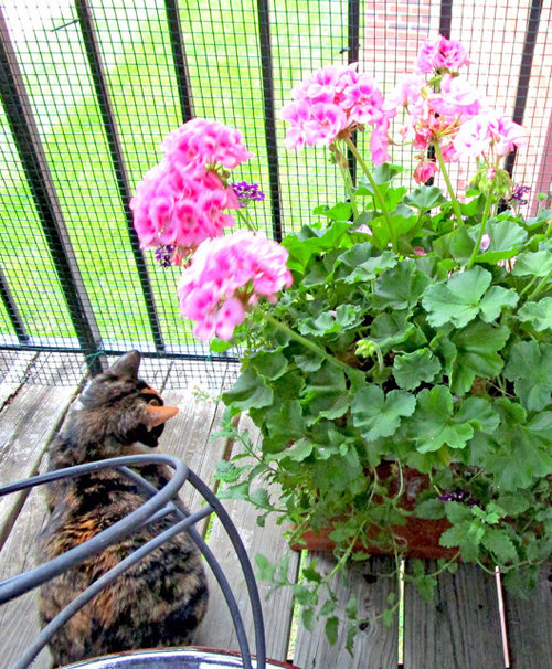 Geraniums and verbena have stopped flowering