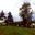Hall Tree Farms Inc.