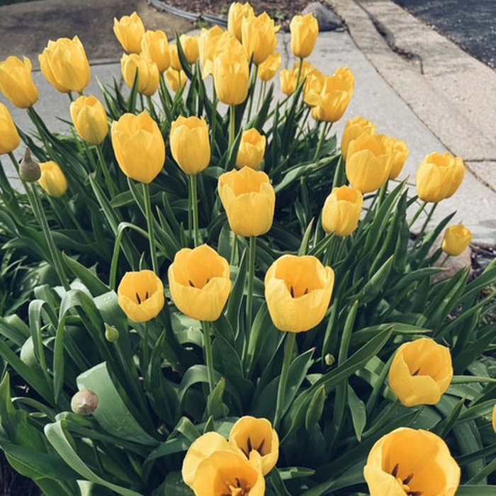 Spring Florals