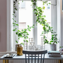 Nygammal trend: Klängväxter i fönstren istället för gardiner