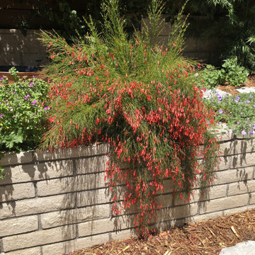 La Canada Mid-Century Renovation