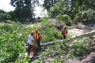 ArborCare Tree Service