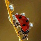 Fleur Berbere's photo