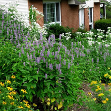 Native plant gardens