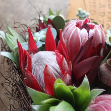 Spotted! A Profusion of Proteas All Over the Place