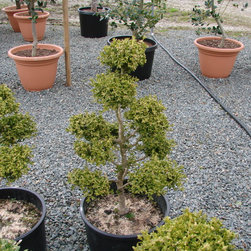 Topiaries - Products