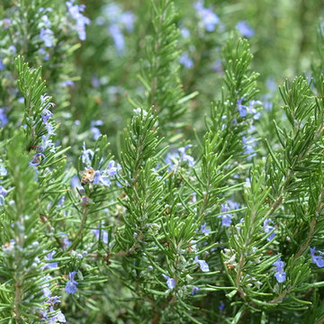 Fairbanks Ranch Edible Garden