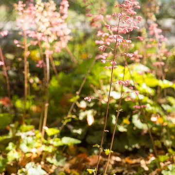 2018 Native Plant Garden Tour