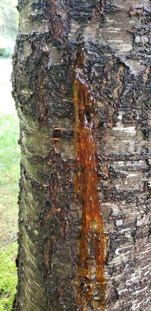 gummosis cherry weeping sap